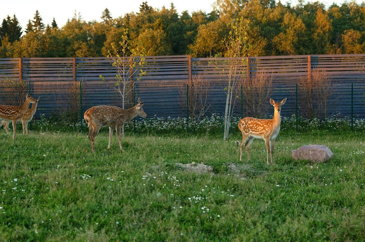 Фото №8 зала Vinity Forest